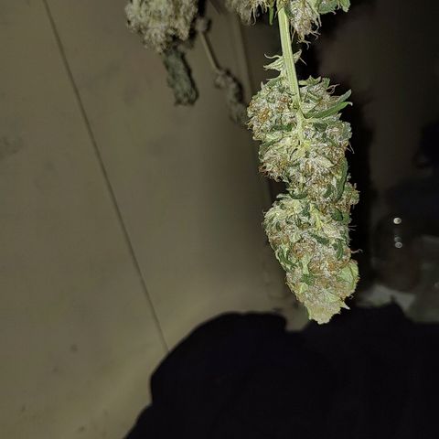 Choco Cookies growlog timeline photo