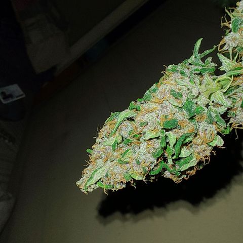 Choco Cookies growlog timeline photo