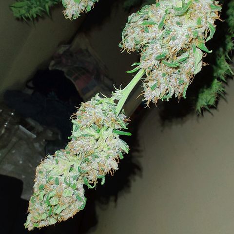 Choco Cookies growlog timeline photo