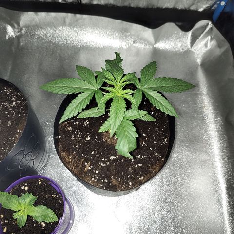Black 47 growlog timeline photo