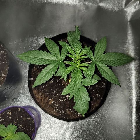 Black 47 growlog timeline photo