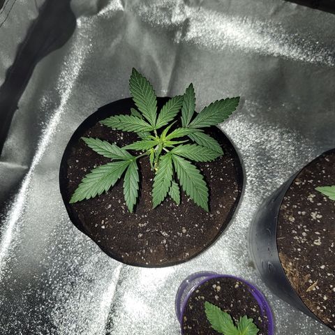 Black 47 growlog timeline photo