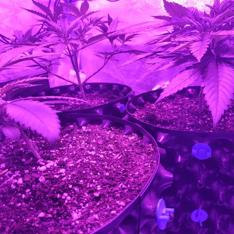 Black 47 growlog timeline photo