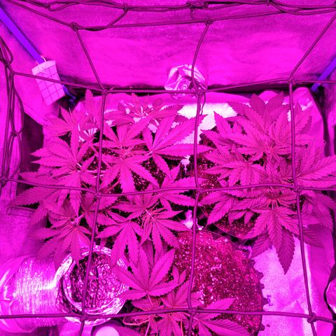 Black 47 growlog timeline photo