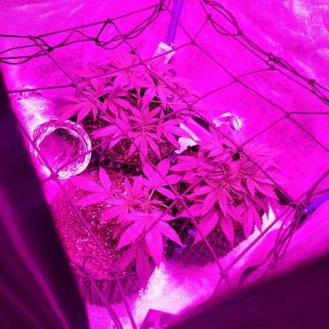 Black 47 growlog timeline photo