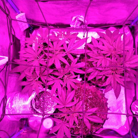 Black 47 growlog timeline photo