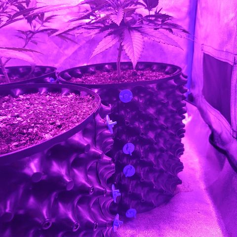 Black 47 growlog timeline photo