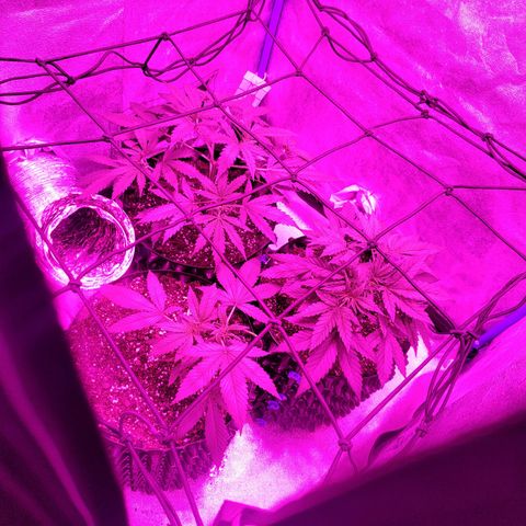 Black 47 growlog timeline photo