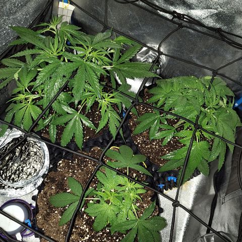 Black 47 growlog timeline photo