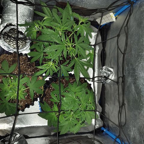 Black 47 growlog timeline photo