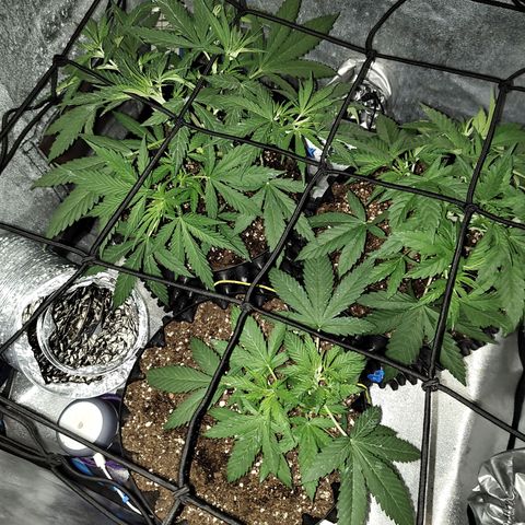 Black 47 growlog timeline photo