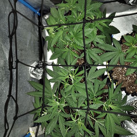 Black 47 growlog timeline photo