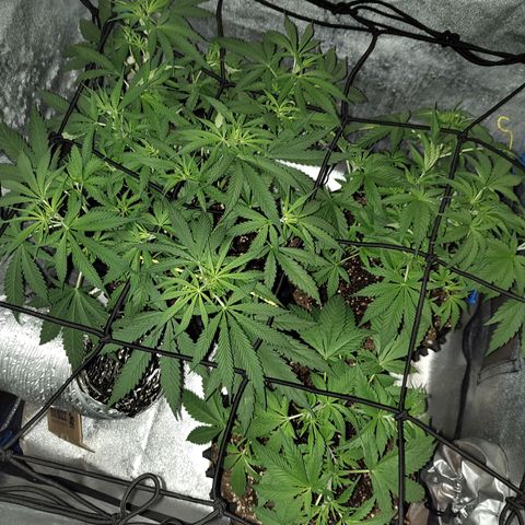 Black 47 growlog timeline photo