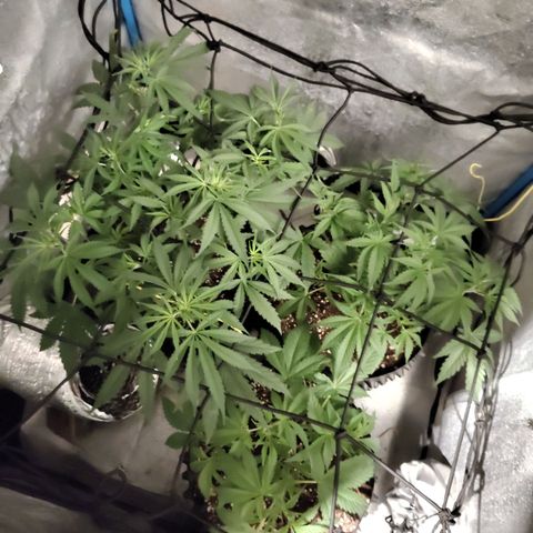 Black 47 growlog timeline photo