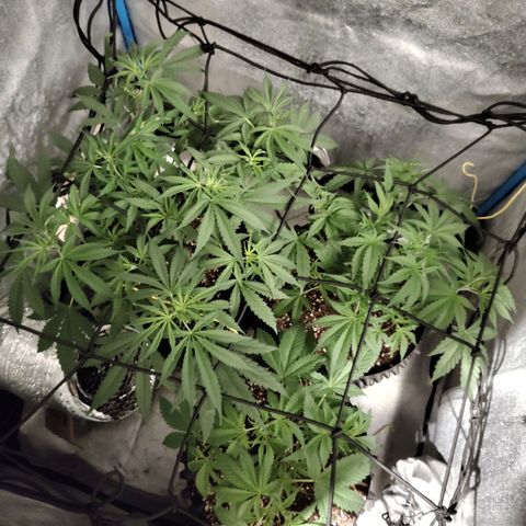 Black 47 growlog timeline photo