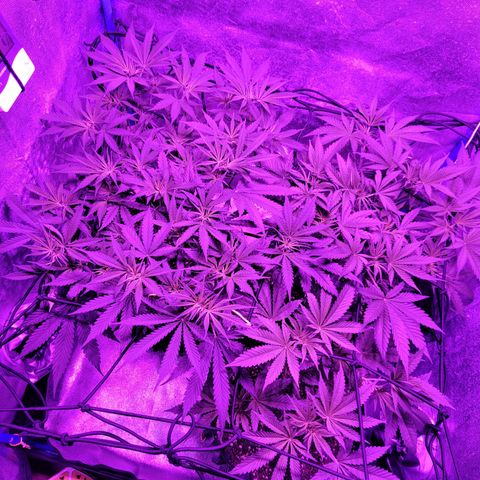 Black 47 growlog timeline photo