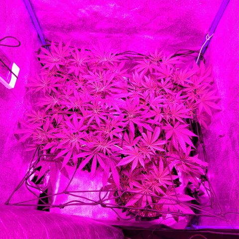 Black 47 growlog timeline photo