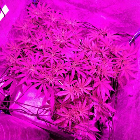 Black 47 growlog timeline photo