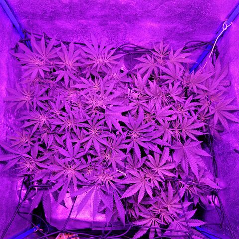 Black 47 growlog timeline photo