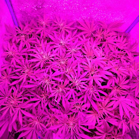 Black 47 growlog timeline photo