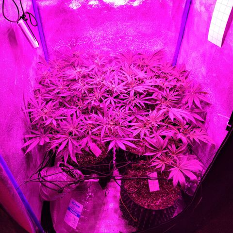 Black 47 growlog timeline photo