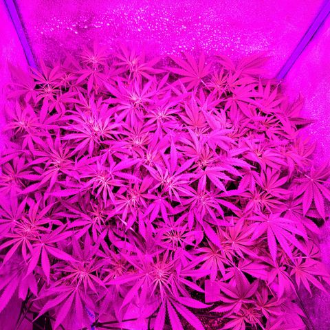 Black 47 growlog timeline photo