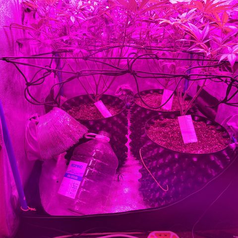 Black 47 growlog timeline photo