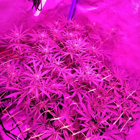 Black 47 growlog timeline photo