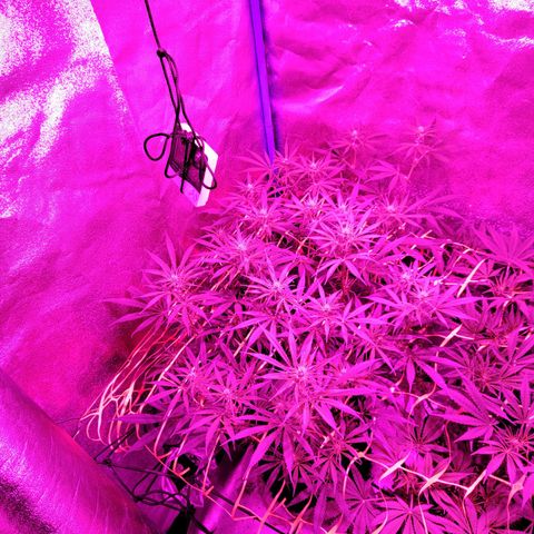 Black 47 growlog timeline photo