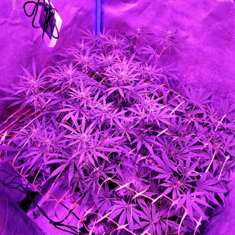 Black 47 growlog timeline photo