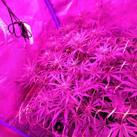 Black 47 growlog timeline photo