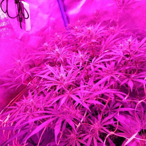 Black 47 growlog timeline photo
