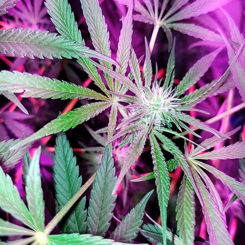 Black 47 growlog timeline photo