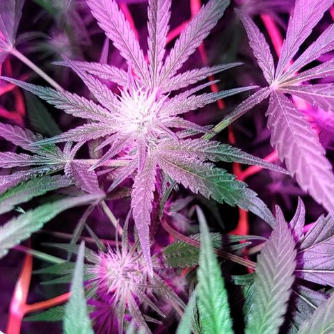 Black 47 growlog timeline photo