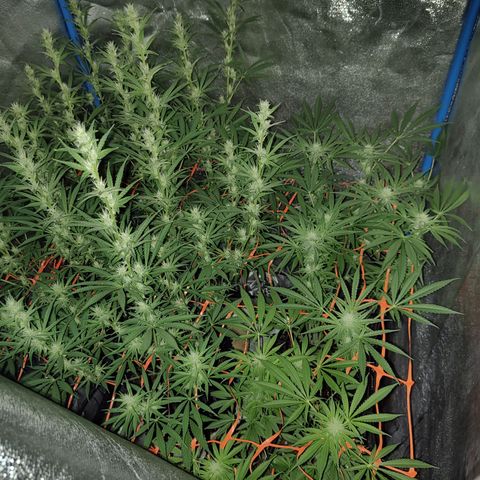 Black 47 growlog timeline photo