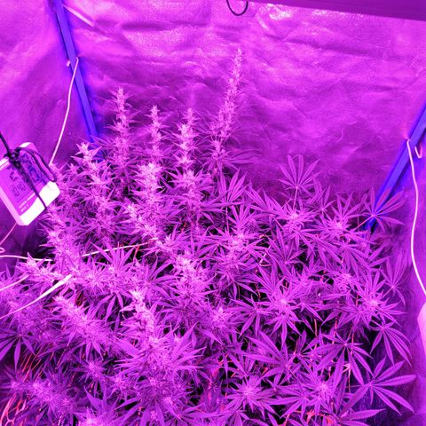 Black 47 growlog timeline photo