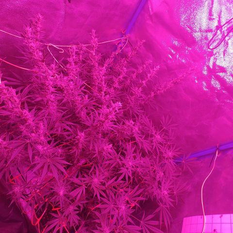 Black 47 growlog timeline photo