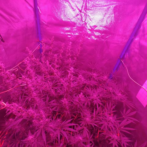 Black 47 growlog timeline photo