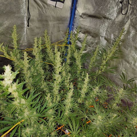 Black 47 growlog timeline photo