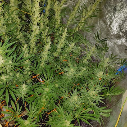 Black 47 growlog timeline photo