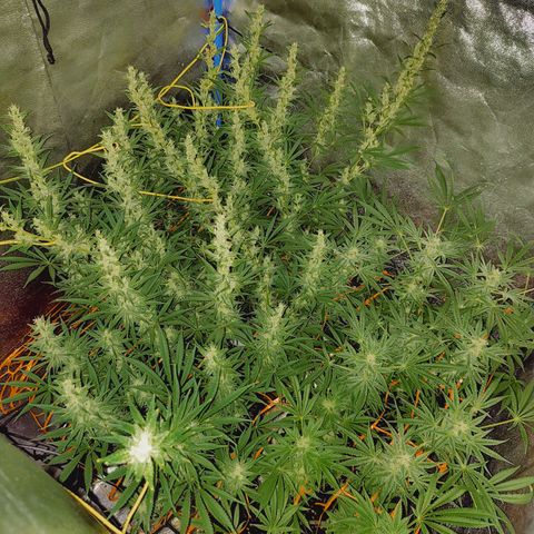 Black 47 growlog timeline photo