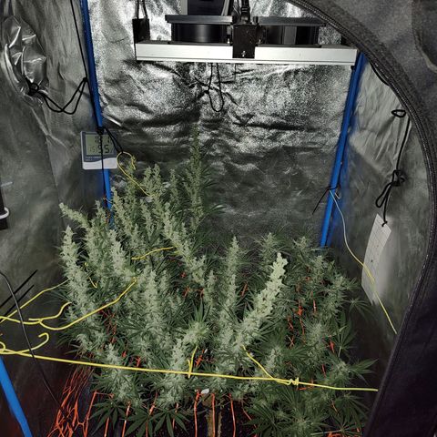 Black 47 growlog timeline photo