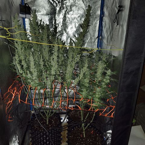 Black 47 growlog timeline photo