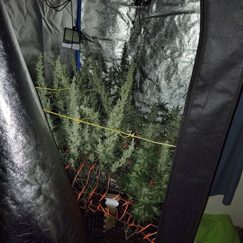 Black 47 growlog timeline photo