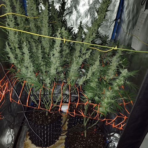 Black 47 growlog timeline photo