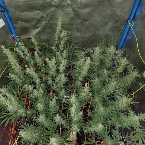 Black 47 growlog timeline photo