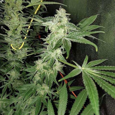 Black 47 growlog timeline photo