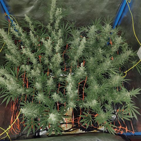 Black 47 growlog timeline photo