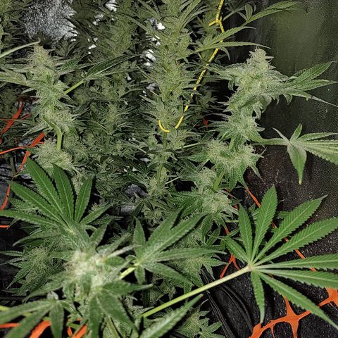 Black 47 growlog timeline photo