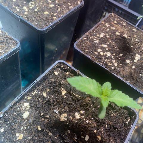 Shark Widow growlog photo: 1 semaine depuis germination